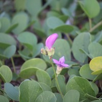 Canavalia rosea (Sw.) DC.